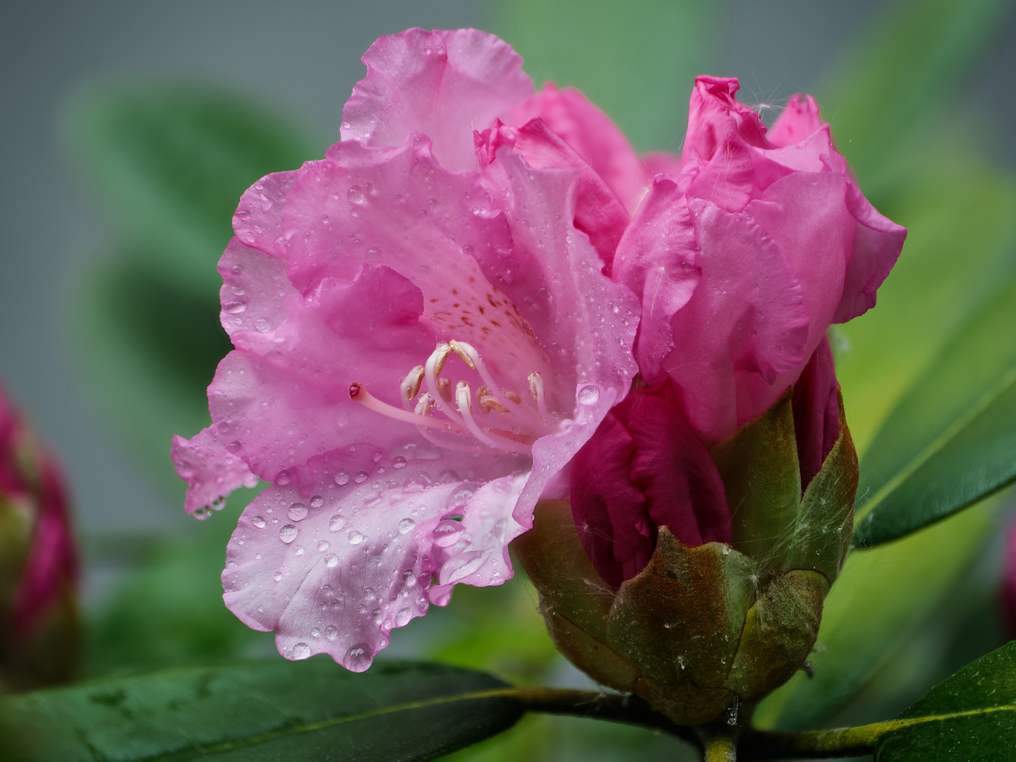 Rhododendron im Regen