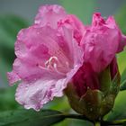 Rhododendron im Regen