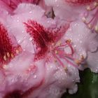 Rhododendron im Regen