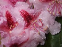 Rhododendron im Regen