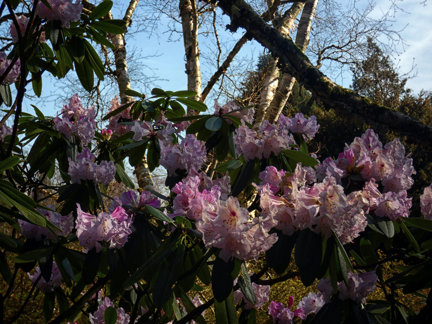 Rhododendron im Rombergpark