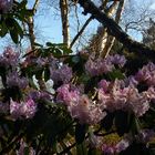 Rhododendron im Rombergpark