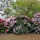 Rhododendron im Rostocker IGA-Park