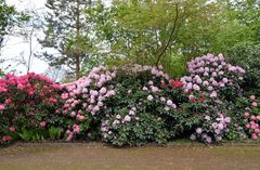 Rhododendron im Rostocker IGA-Park