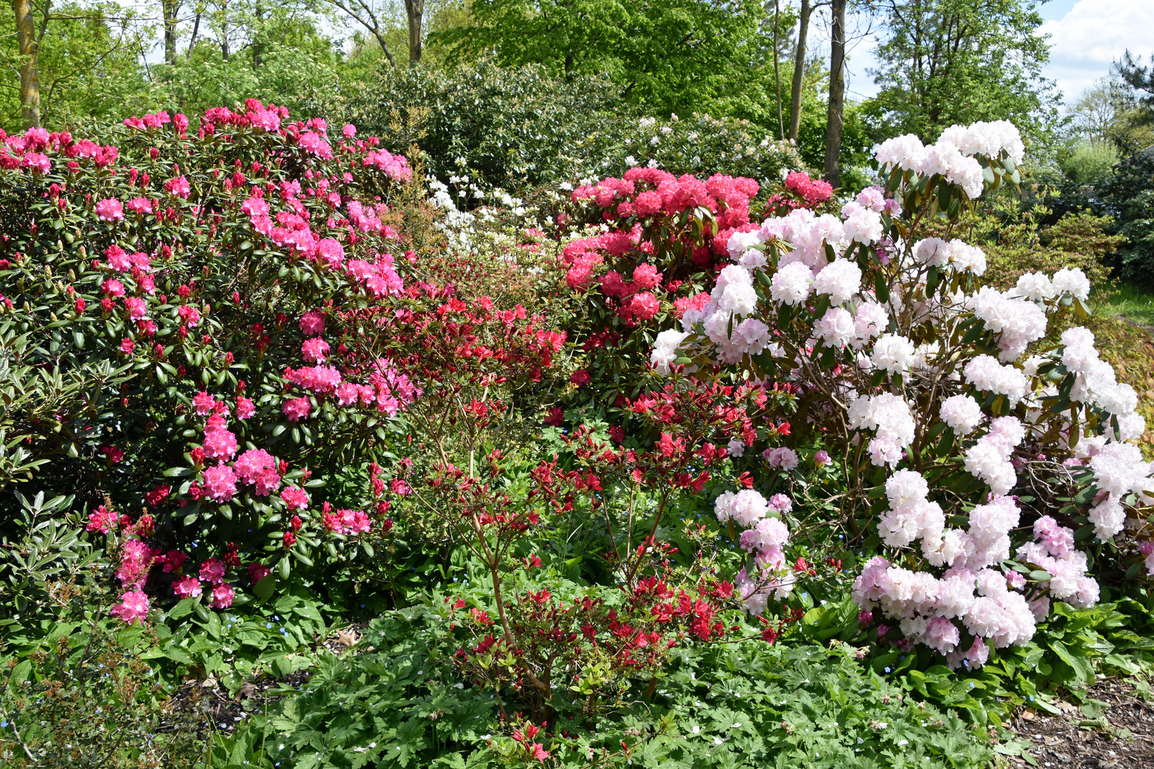 Rhododendron im Rostocker IGA-Park