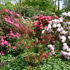 Rhododendron im Rostocker IGA-Park