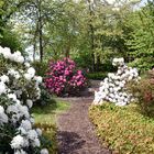 Rhododendron im Rostocker IGA-Park