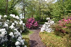 Rhododendron im Rostocker IGA-Park