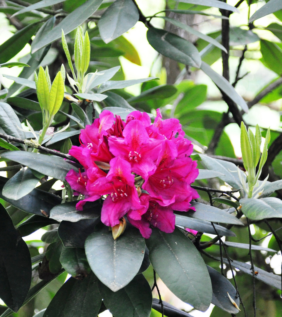 Rhododendron im Schlosspark 