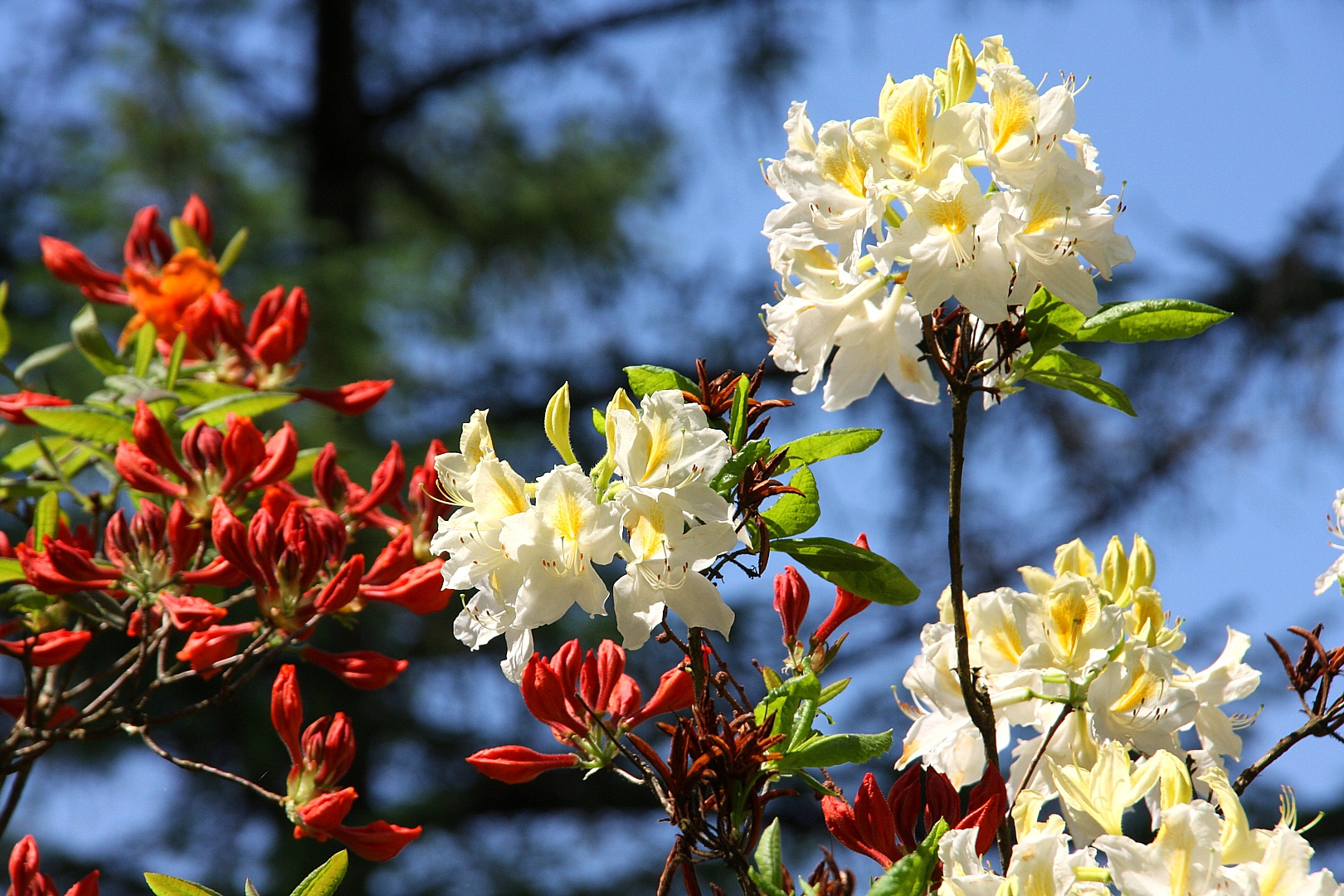 Rhododendron im Seleger Moor