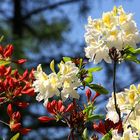 Rhododendron im Seleger Moor