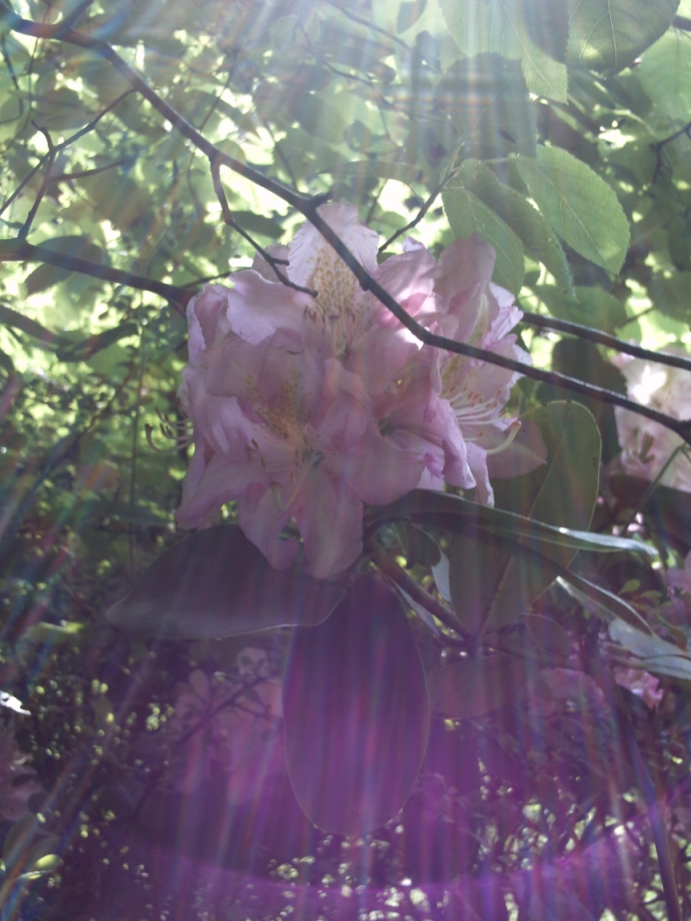 Rhododendron im Sonnenspiel