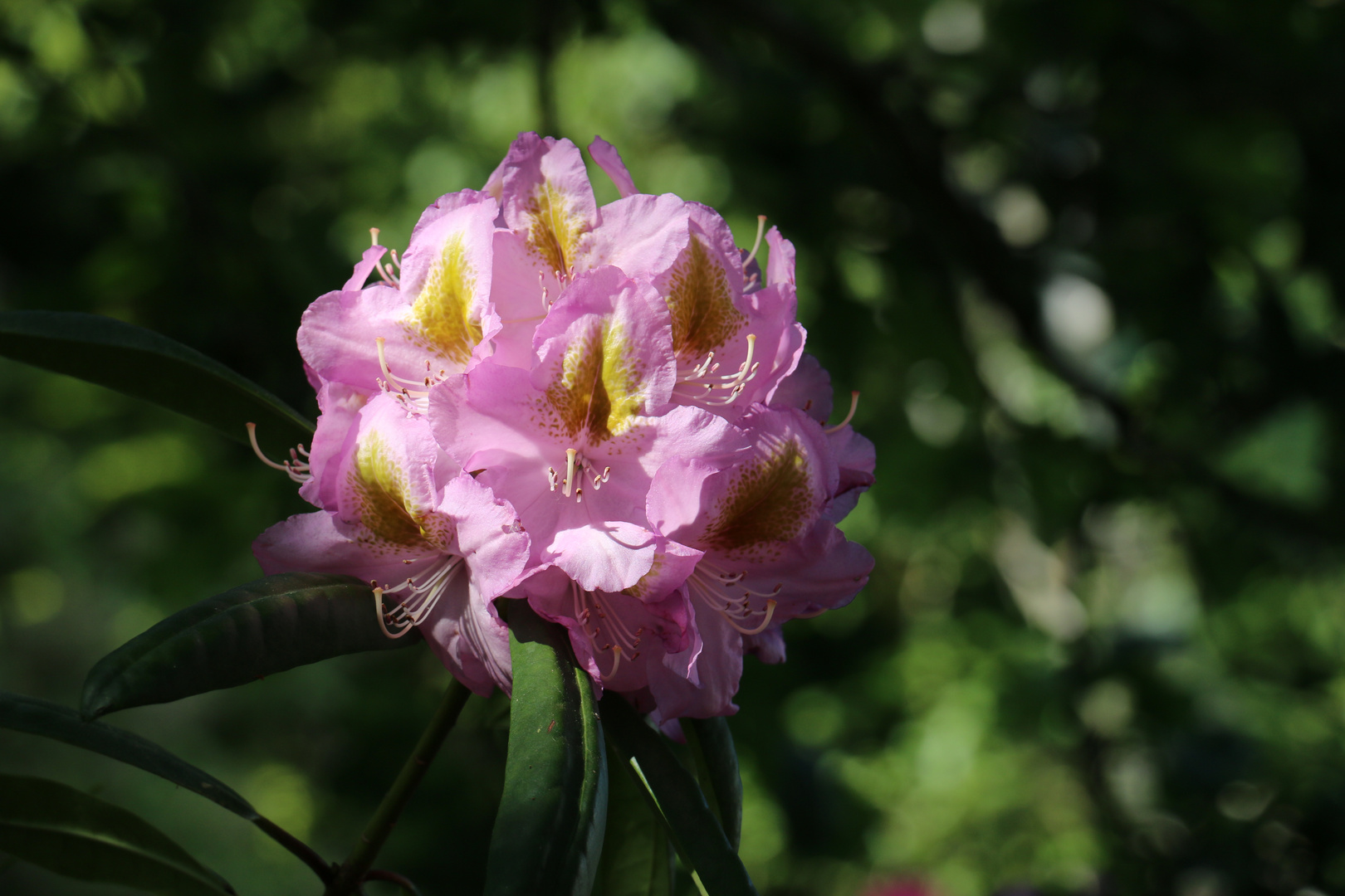 Rhododendron im Sonnenstrahl