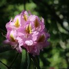 Rhododendron im Sonnenstrahl