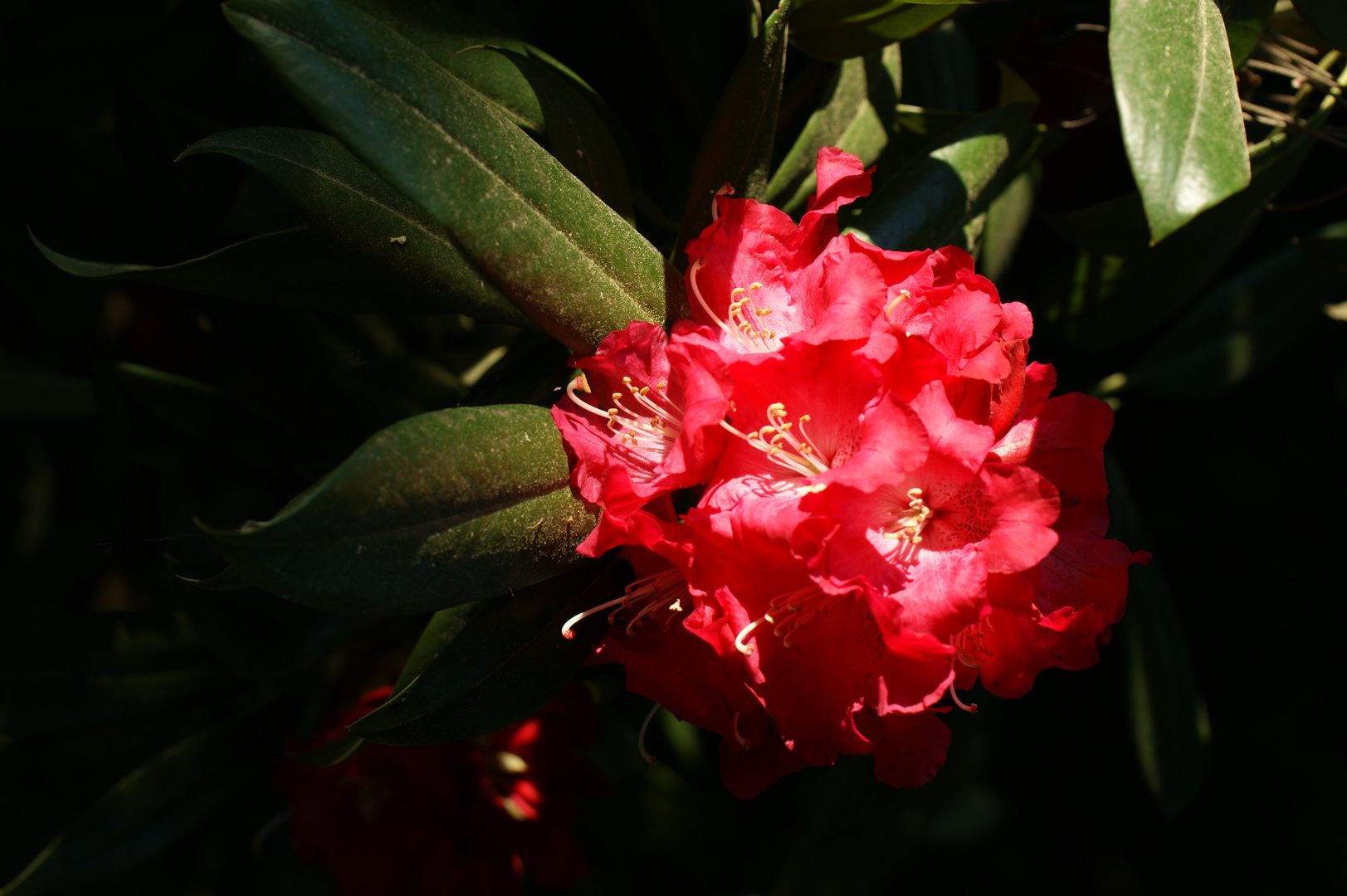 Rhododendron im Spotlight (leider schon wieder quer ...)