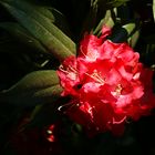 Rhododendron im Spotlight (leider schon wieder quer ...)