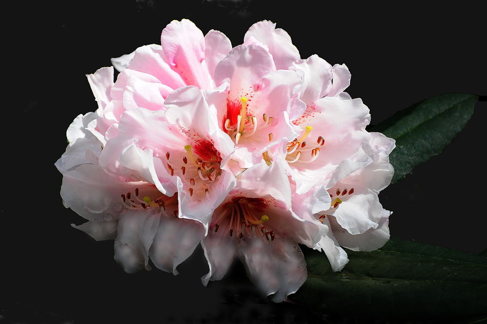 RHODODENDRON IM VOLLER PRACHT