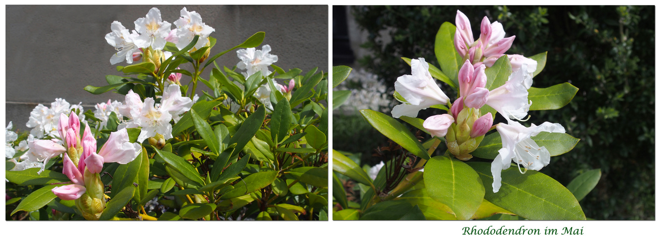 Rhododendron im Vorgarten