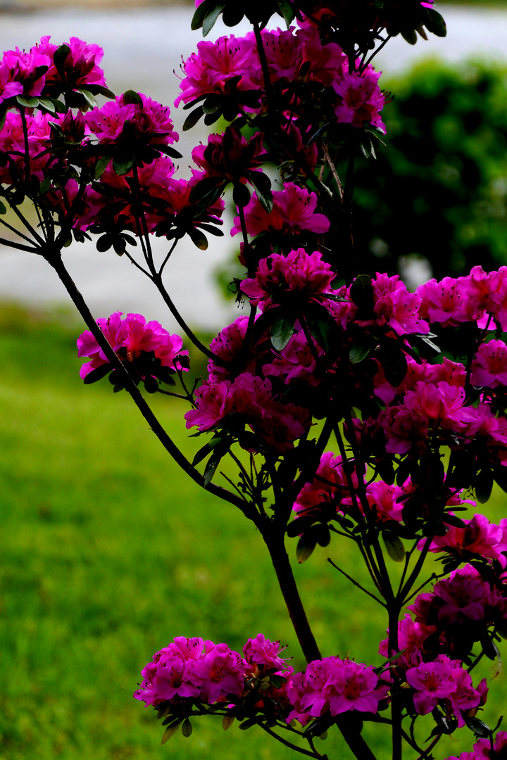 Rhododendron im Vorgarten der Aprather Mühle.