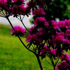 Rhododendron im Vorgarten der Aprather Mühle.