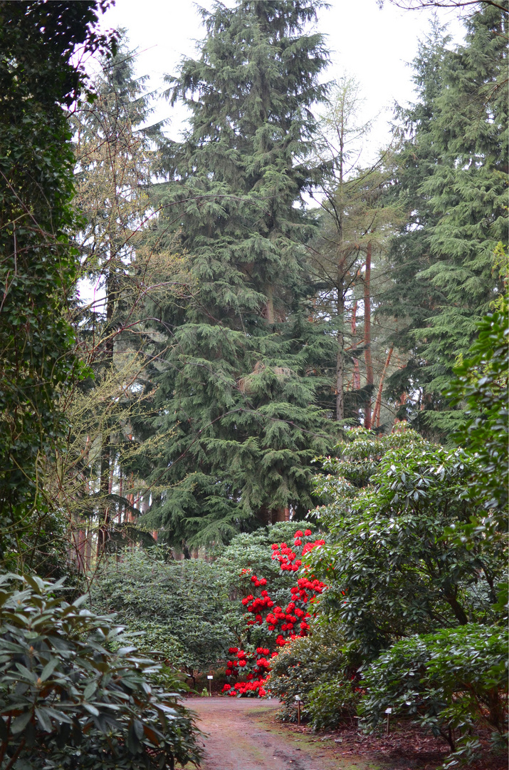 Rhododendron im Wald