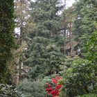 Rhododendron im Wald