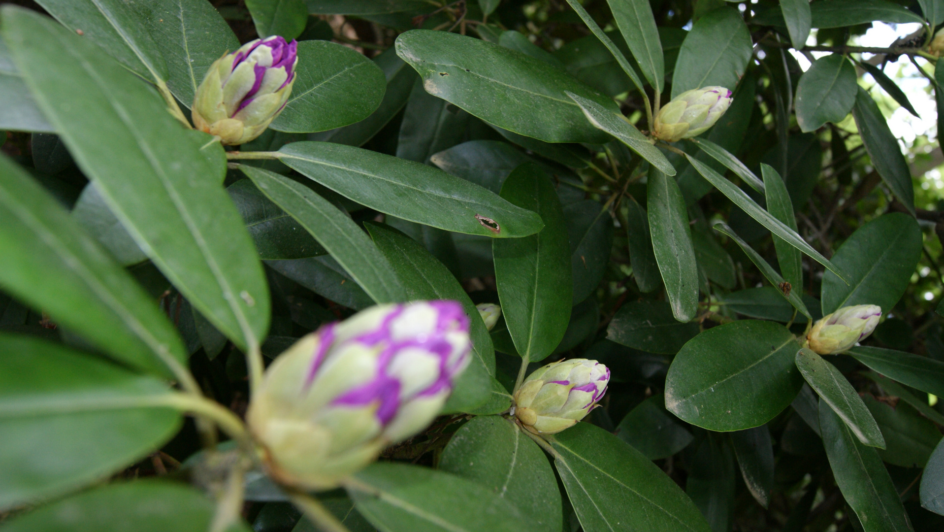 Rhododendron im Wald wachsend