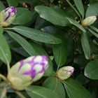 Rhododendron im Wald wachsend