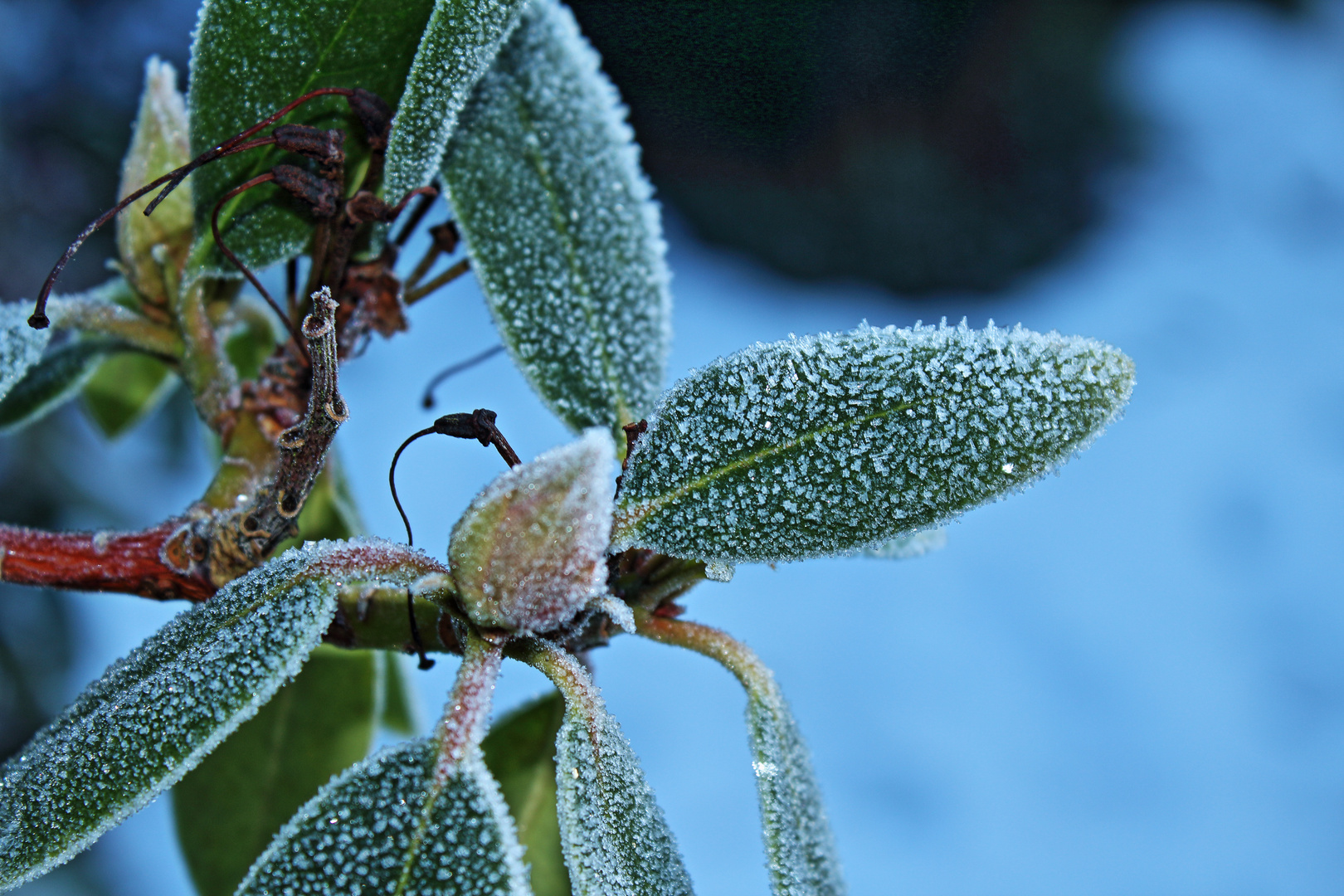 Rhododendron im Winter