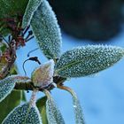 Rhododendron im Winter