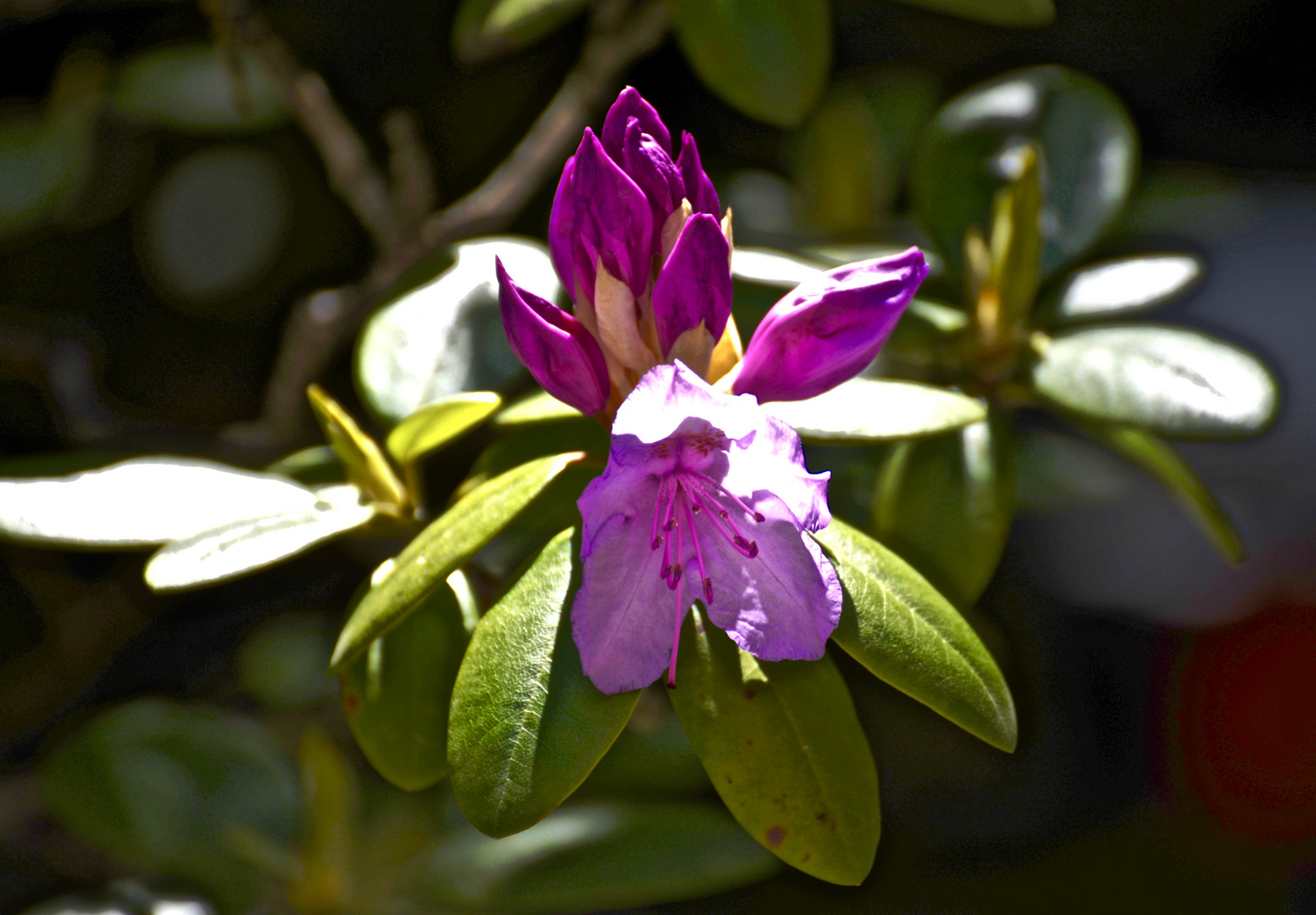 "Rhododendron-Impression 1"