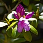 "Rhododendron-Impression 1"