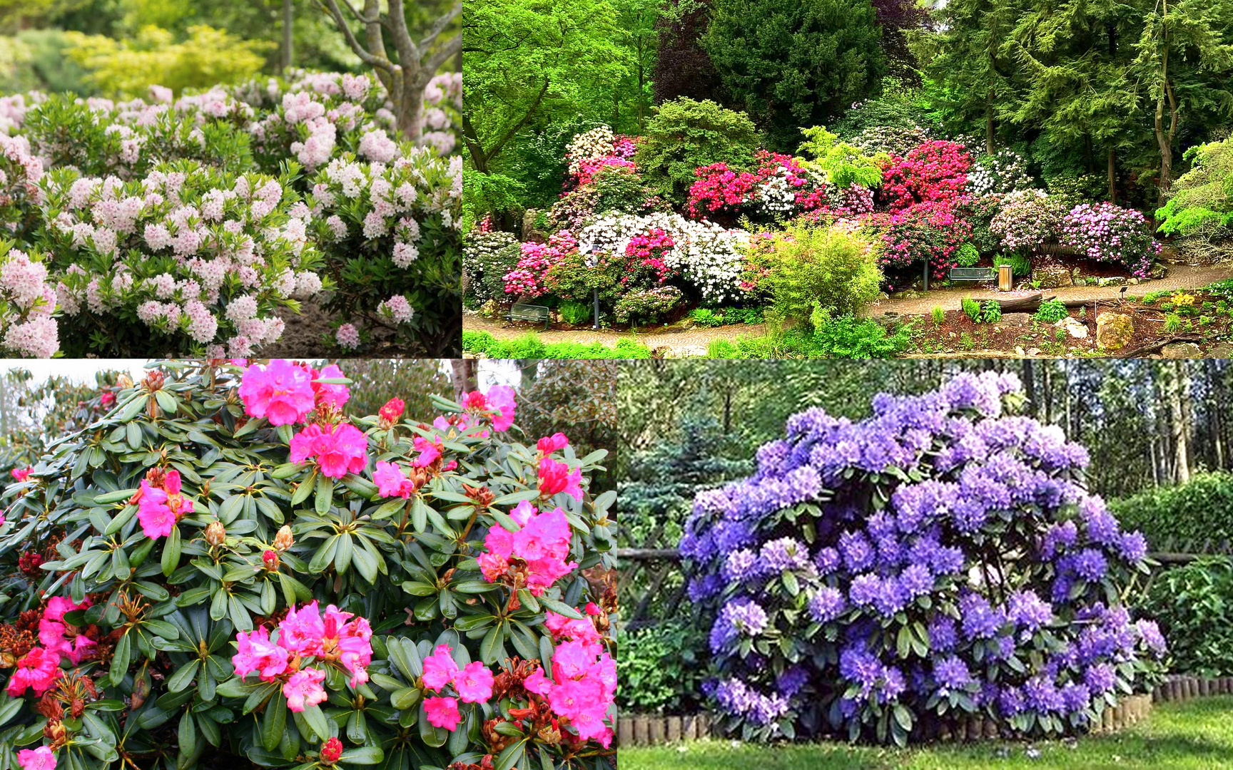 Rhododendron in allen Farben