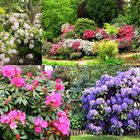 Rhododendron in allen Farben