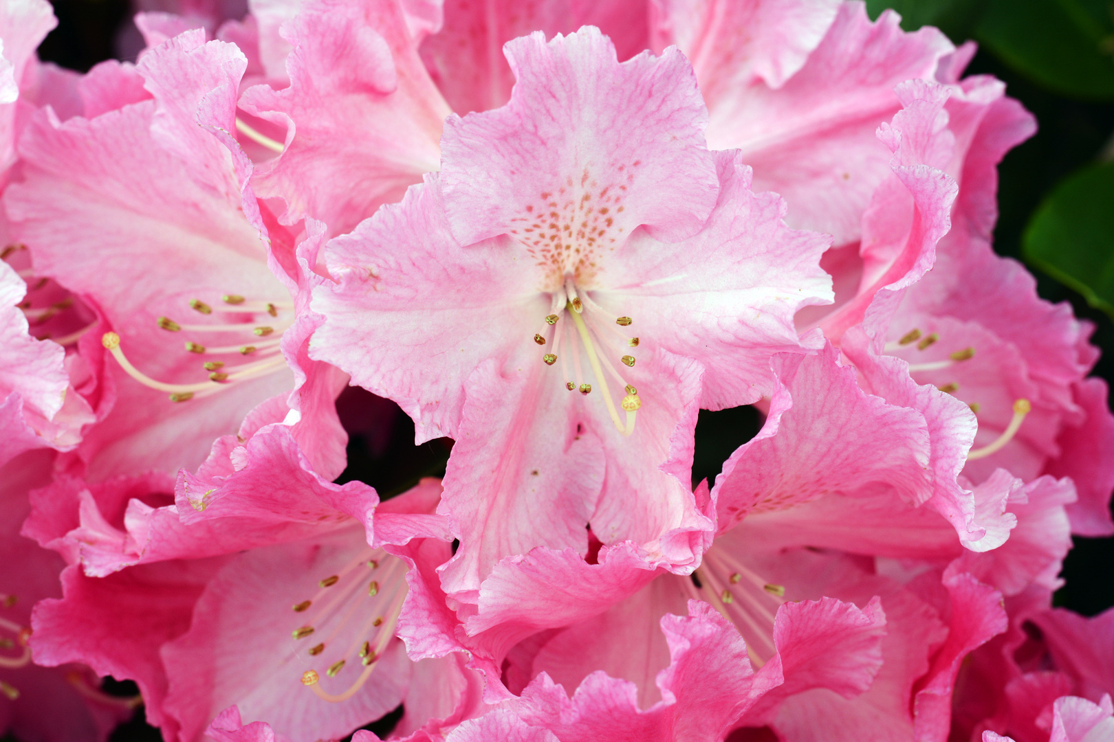 Rhododendron in Bad Zwischenahn