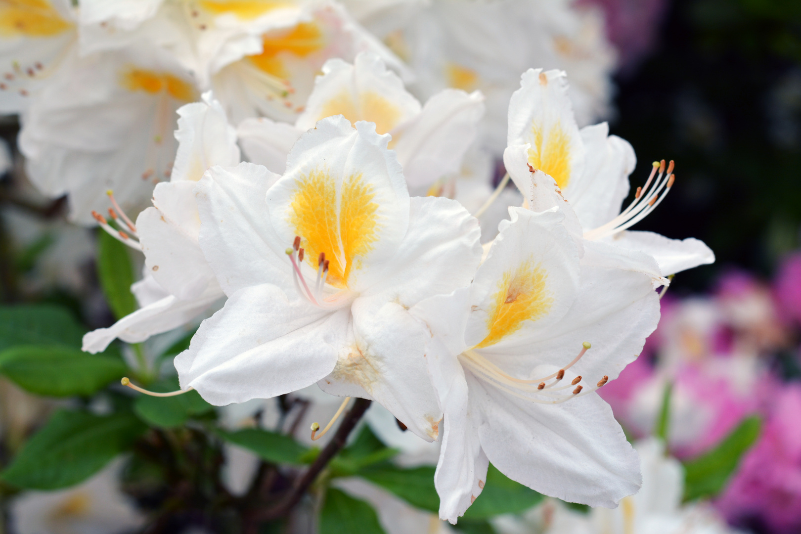 Rhododendron in Bad Zwischenahn