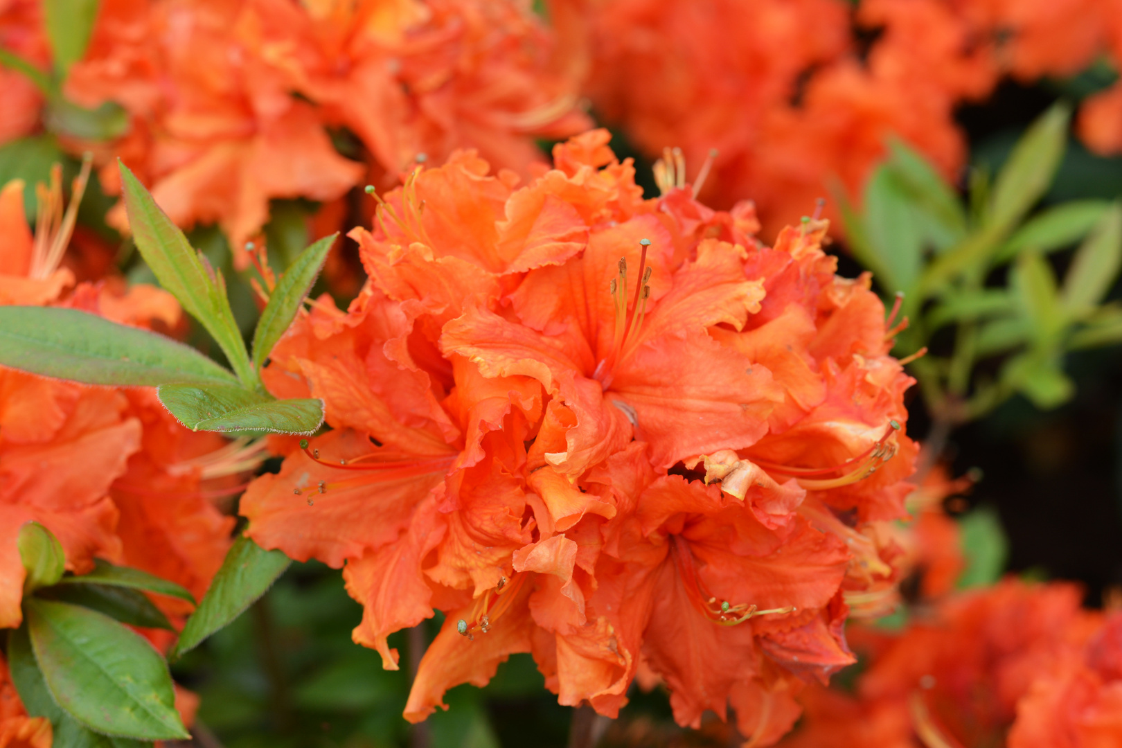 Rhododendron in Bad Zwischenahn