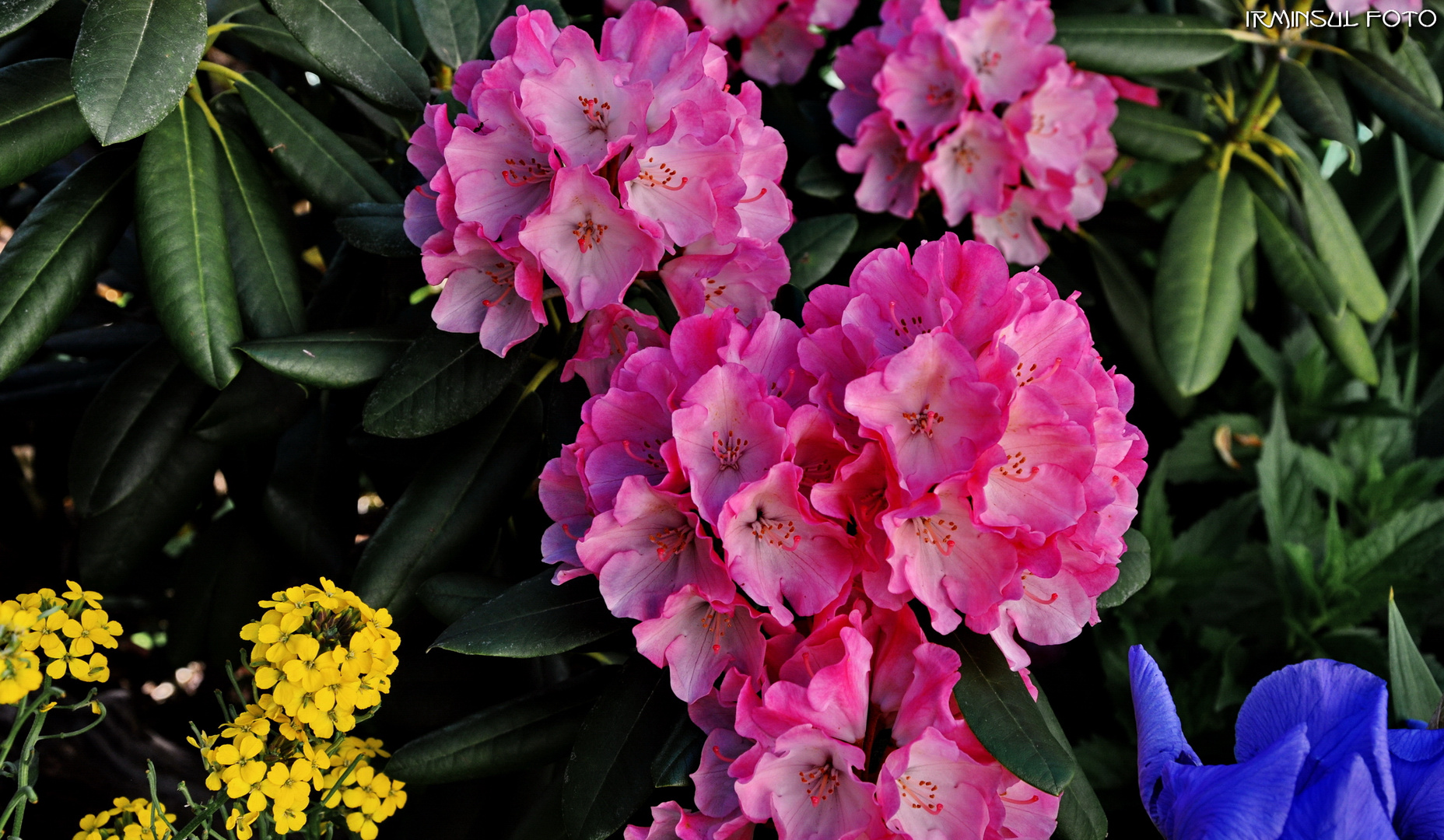 Rhododendron in Blüte