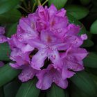 Rhododendron in Blüte