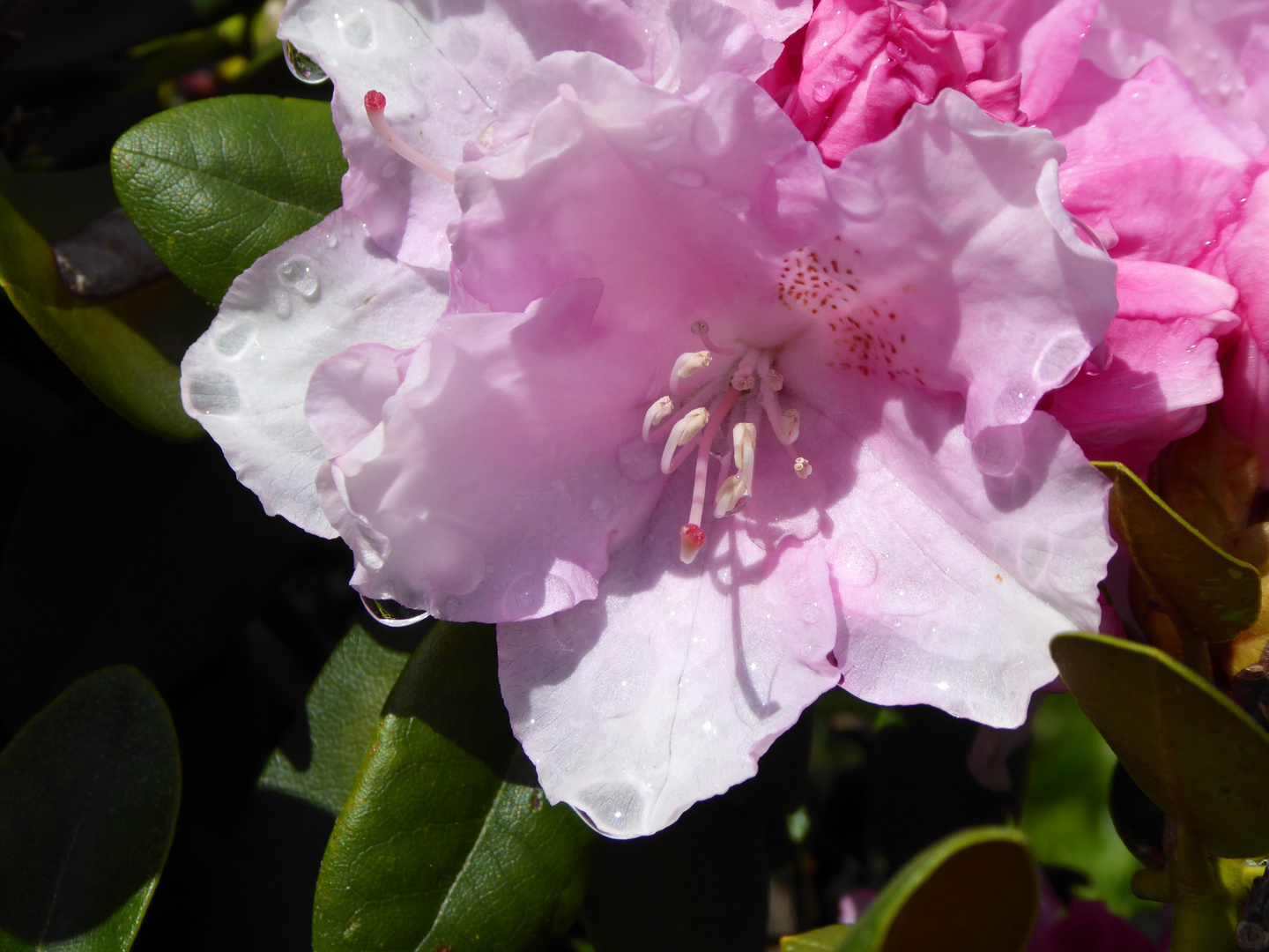 Rhododendron in der Blüte