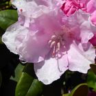 Rhododendron in der Blüte