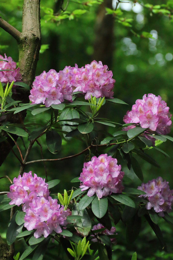 Rhododendron in der Blüte Teil 2