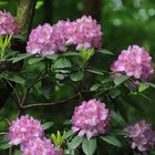 Rhododendron in der Blüte Teil 2