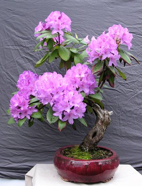 Rhododendron in der Schale