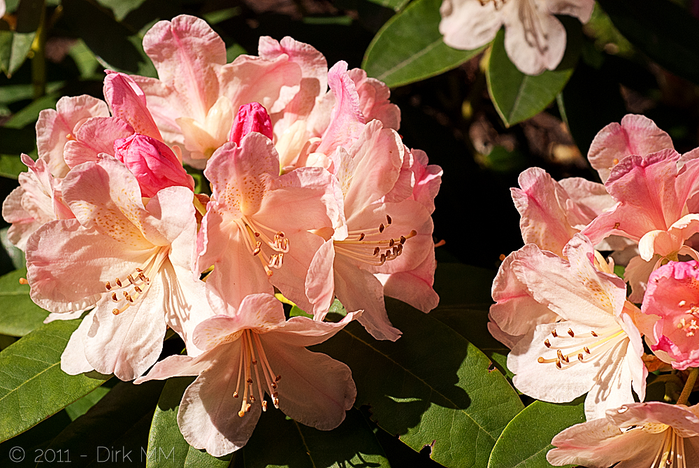 Rhododendron in der Sonne in voller Blüte