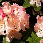 Rhododendron in der Sonne in voller Blüte