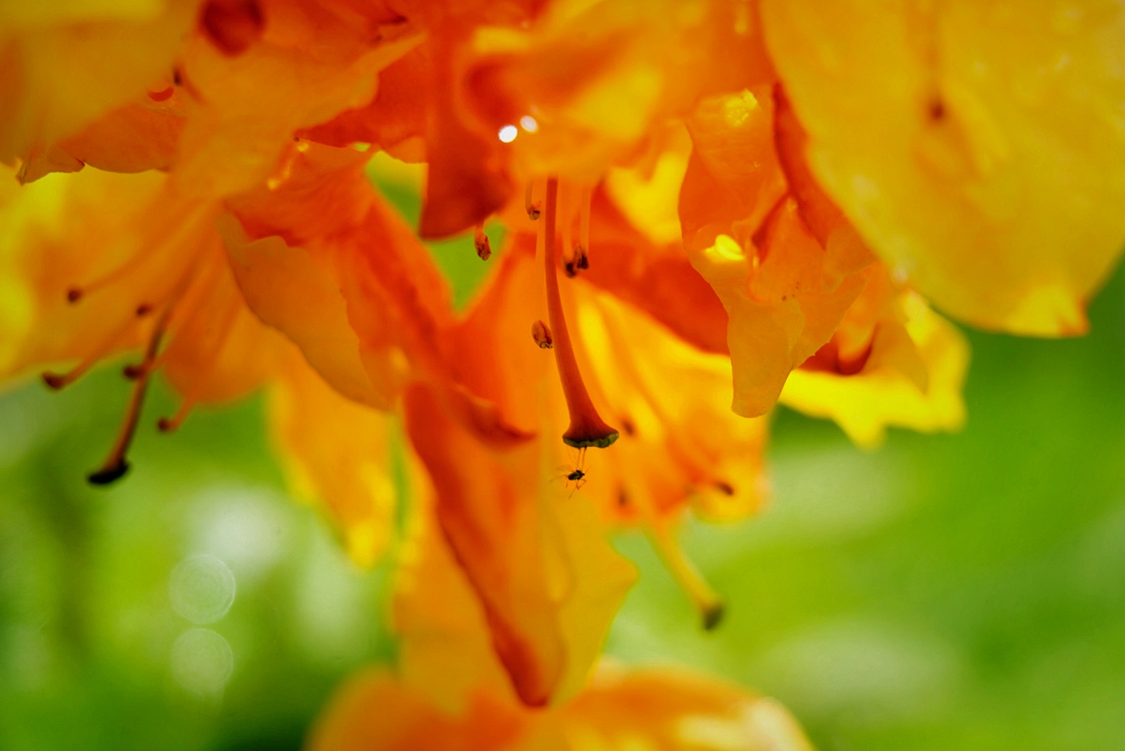 Rhododendron in einer besonderen Farbe: orange/gelb! 