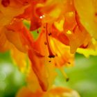 Rhododendron in einer besonderen Farbe: orange/gelb! 