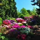 Rhododendron in einzigartiger Farbfülle