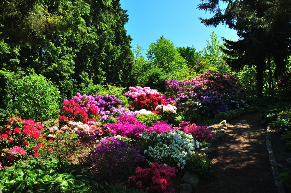 Rhododendron in einzigartiger Farbfülle